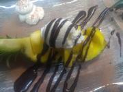 Top Saint-Chély-dʼApcher