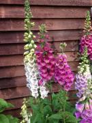 Top Dziemiany Top Dziemiany