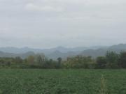 Jardin De Mangue Pakchong