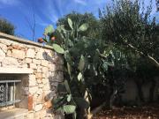 Top Ostuni