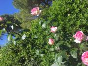 Top Porto Clementino