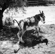 Top Castagneto Carducci