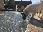 The Starting Gate, Bruton