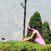 Top Mirik