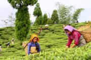 Top Mirik