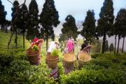 Top Mirik