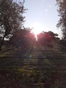 Top Canosa di Puglia