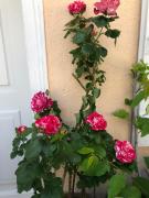 Top Ermatingen Top Ermatingen