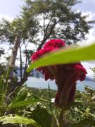 Top Ilhabela