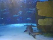 Granada City Alanya Luxury Appartment 800м от пляжа Клеопатра