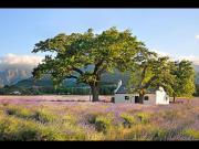 Top Franschhoek