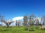 Agriturismo Masseria Mascitelli Agriturismo Masseria Mascitelli