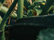 Top Okonek Top Okonek