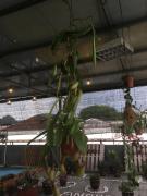 Top Ipoh