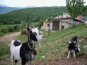 Top Cascia