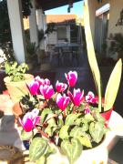 Top Áyios Adhrianós Top Áyios Adhrianós