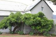 Top Prince Alfred Hamlet