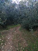 Top Ifrane
