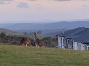 Top Gisborne