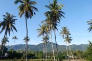 Top Mae Nam