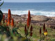 Southern Comfort - Periwinkle