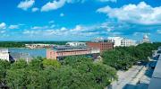 Top Savannah