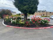 Oasis Inn Sacramento- Elk Grove