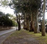 Top El Pito Top El Pito