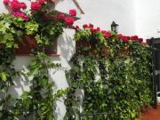 Top Córdoba