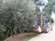 Top Imola
