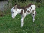 Gîte du Stemlisberg