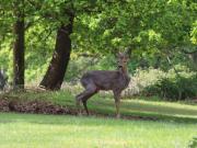 Top Wimborne Minster Top Wimborne Minster