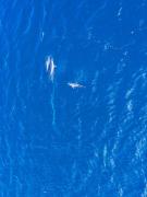 Turtle Bay Beach Club-Inclusive