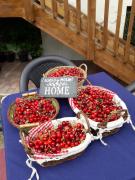 Top Torreglia Top Torreglia