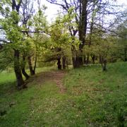 Top Albareto