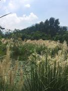 Top Xichang