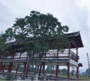 Top Rongjiang Top Rongjiang