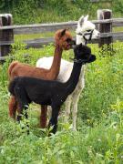 Apartment Wegscheider