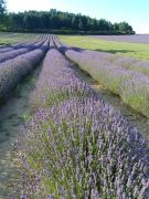 Top Sault-de-Vaucluse