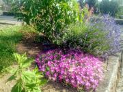 Top Badacsonytördemic