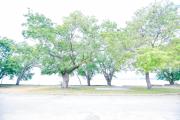 Top Lumut