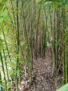 Le champ des étoiles