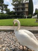 Top Sirmione