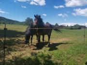 Apartments Tratinčica