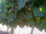 Top Montilla