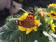 Top Rüdesheim am Rhein