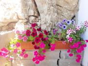 Top Makarska