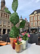 Top Haarlem