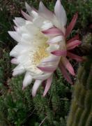 Top Castiglione dʼOrcia