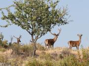 Top Las Navas de la Concepción